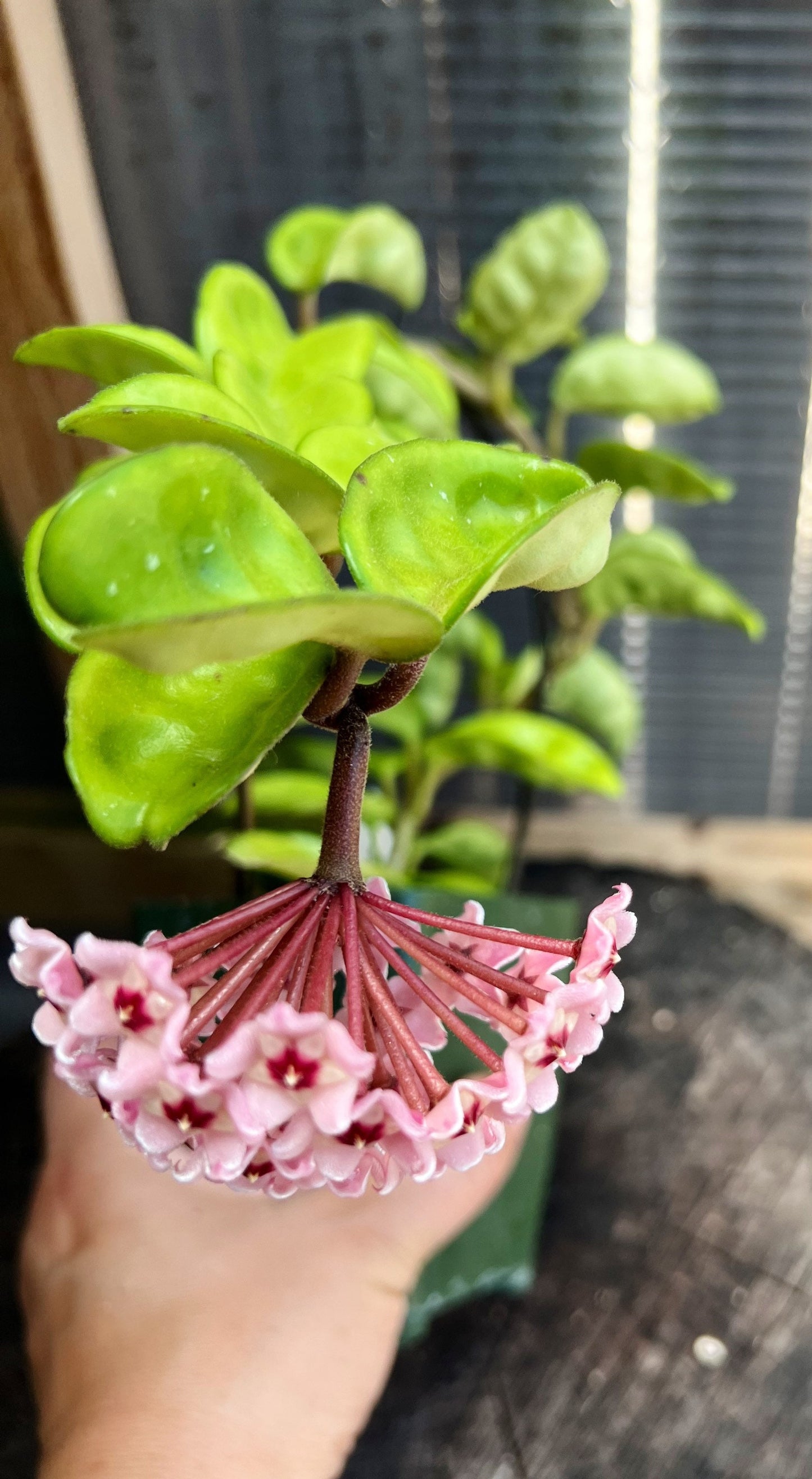 Hoya carnosa / Completely rooted House plant