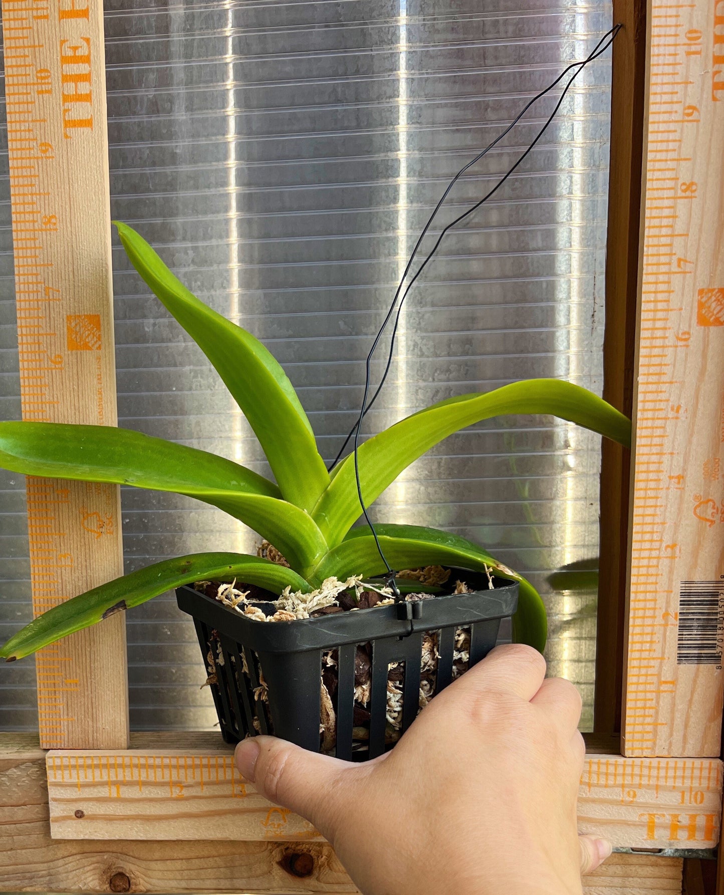 A very fragrant Species orchid / Rhynchostylis gigantea, orange form