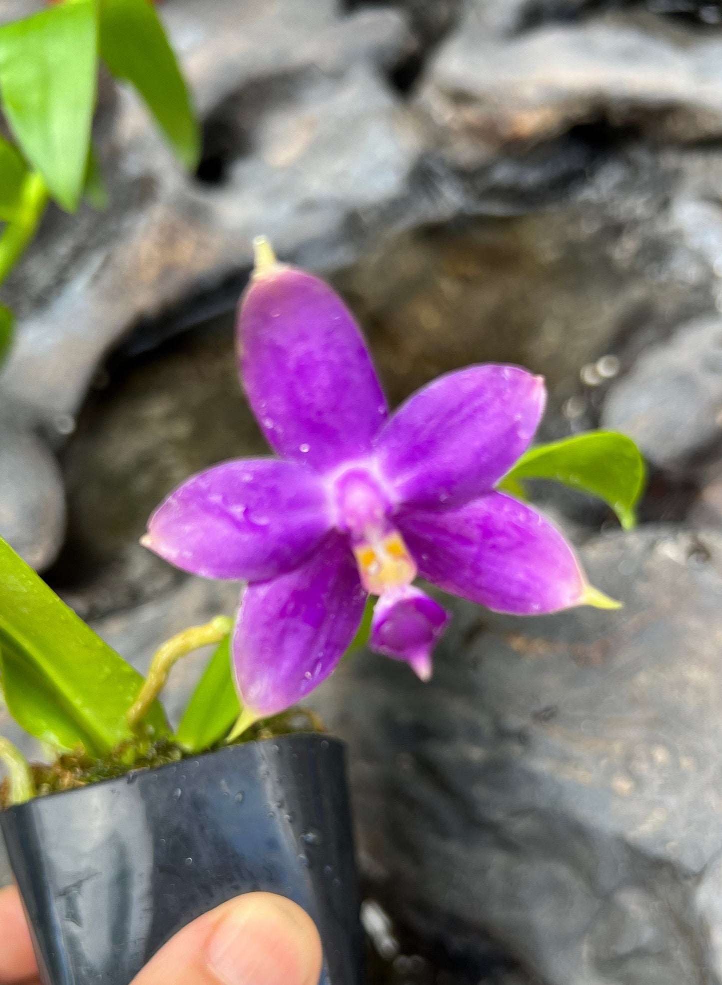 A very fragrant species orchid / Phalaenopsis violacea indigo