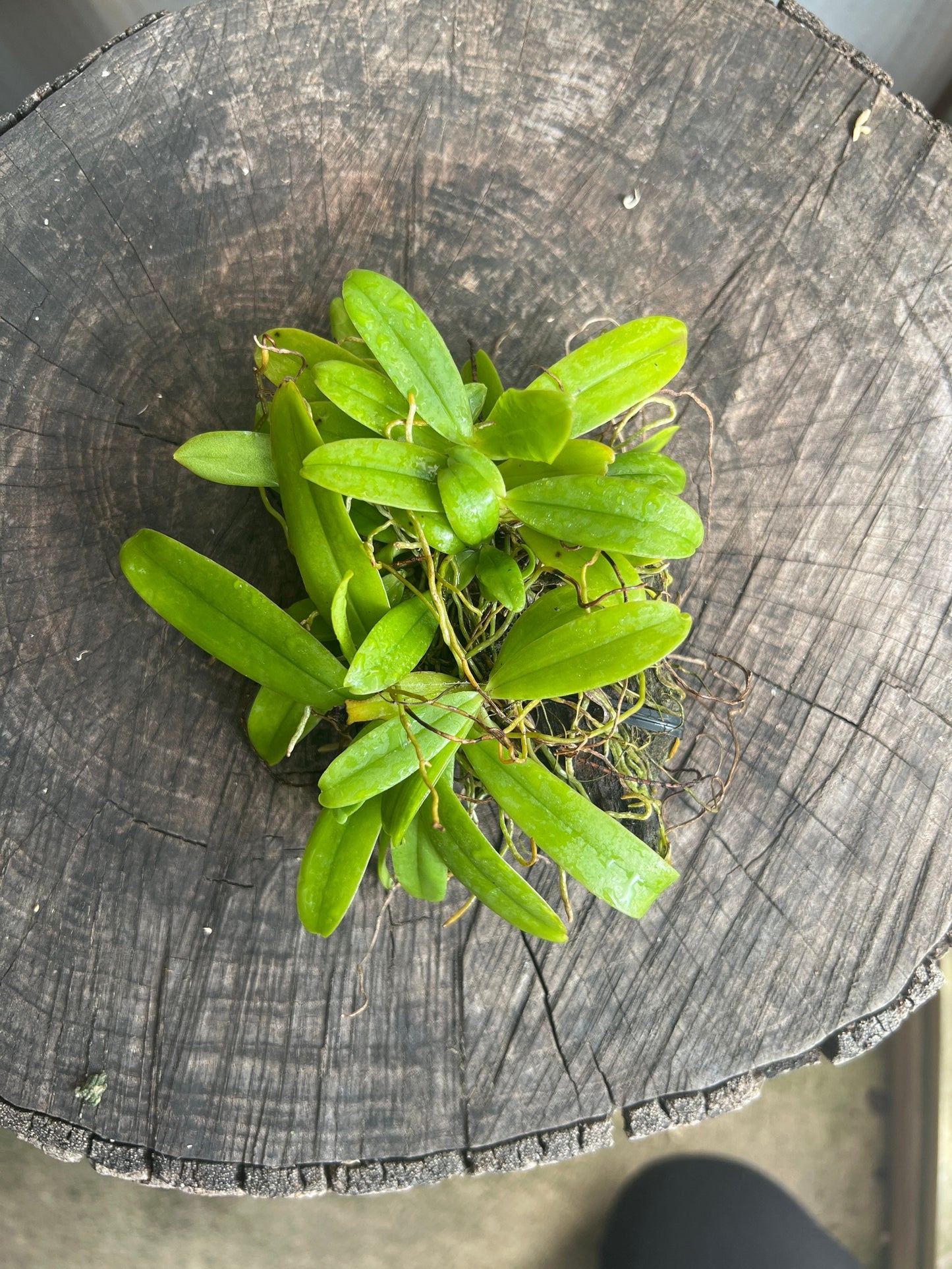 A miniture species orchid / Aerangis hildebrandtii