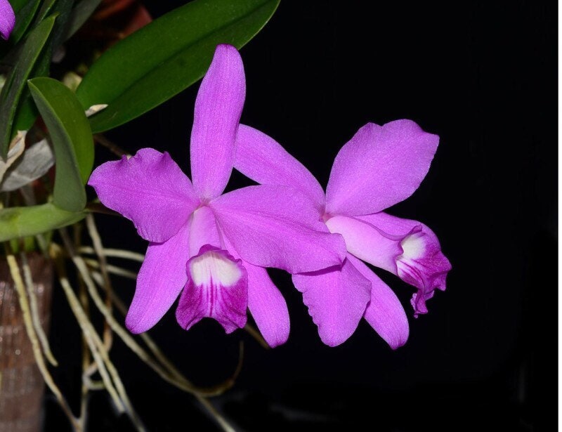 A dwarf species orchid/ Cattleya sincorana