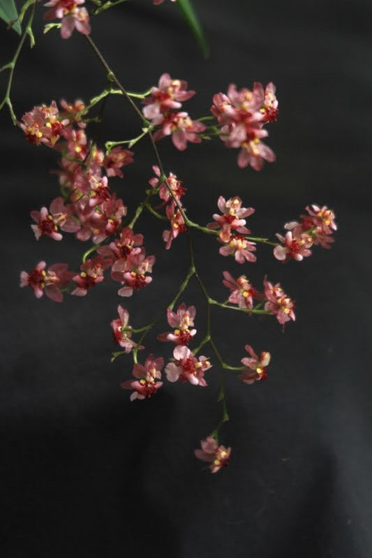 Incredible Christmas decorations/ Oncidium Twinkle ‘Chian- Tzy Red’