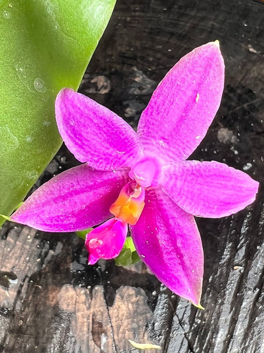A powerful fragrant species orchid/ Phalaenopsis violacea Sumatra