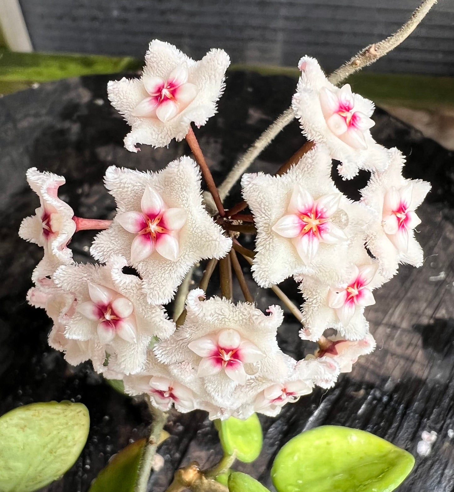 Hoya cv. Mathilda /  Completely rooted House plant