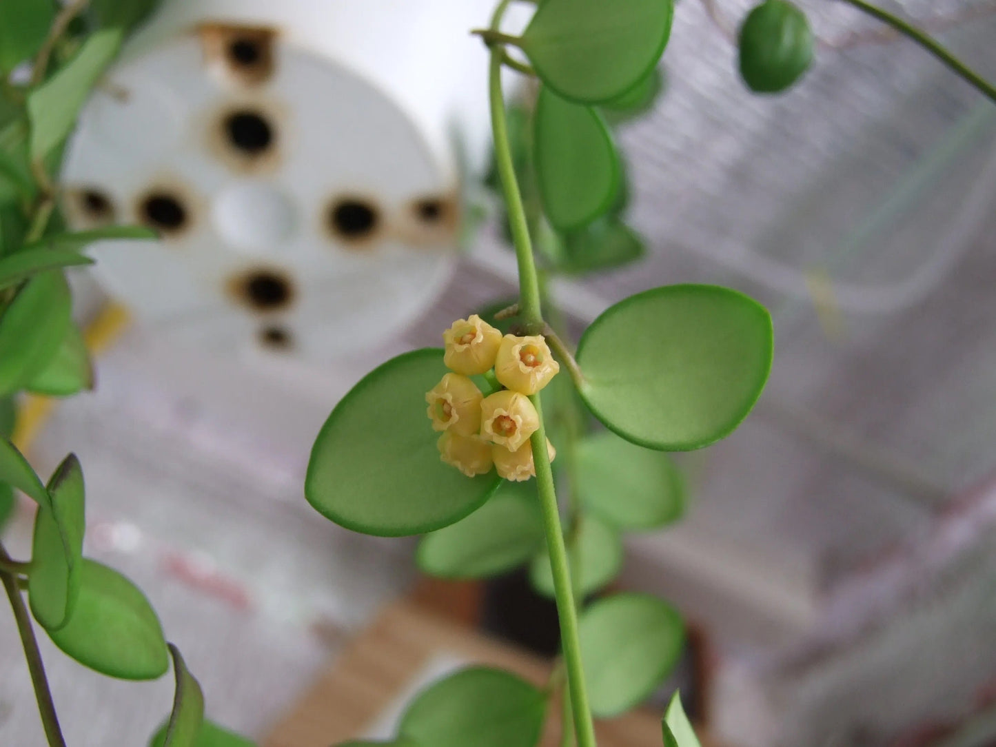 Hoya heuschkeliana, yellow / Completely rooted House plant