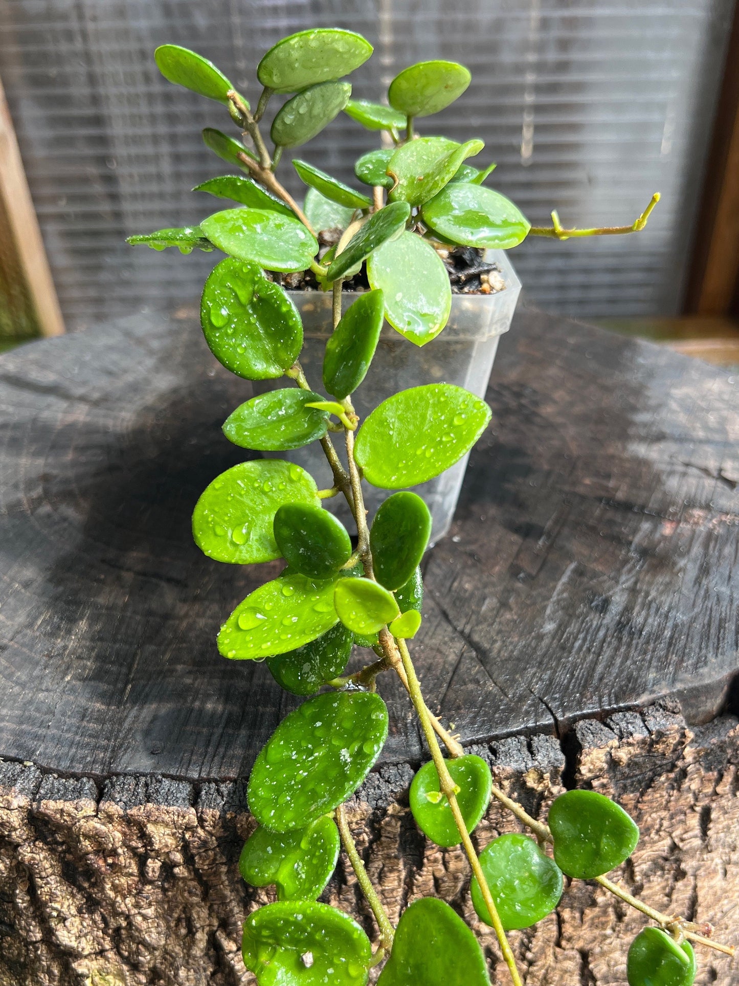 Hoya cv. Mathilda /  Completely rooted House plant