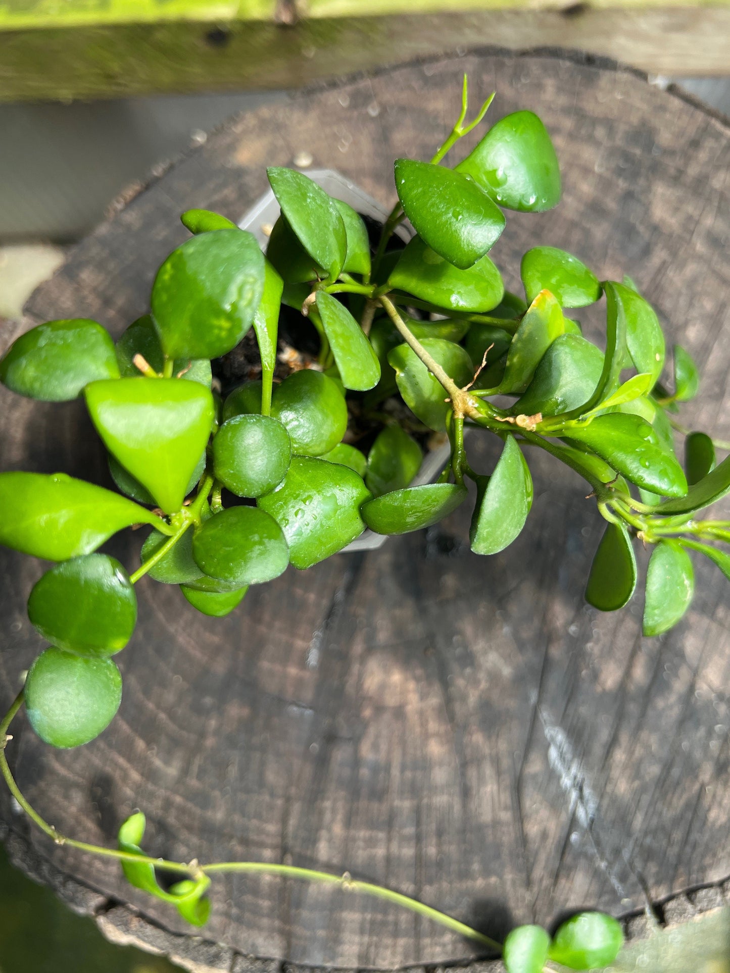 Hoya heuschkeliana, yellow / Completely rooted House plant