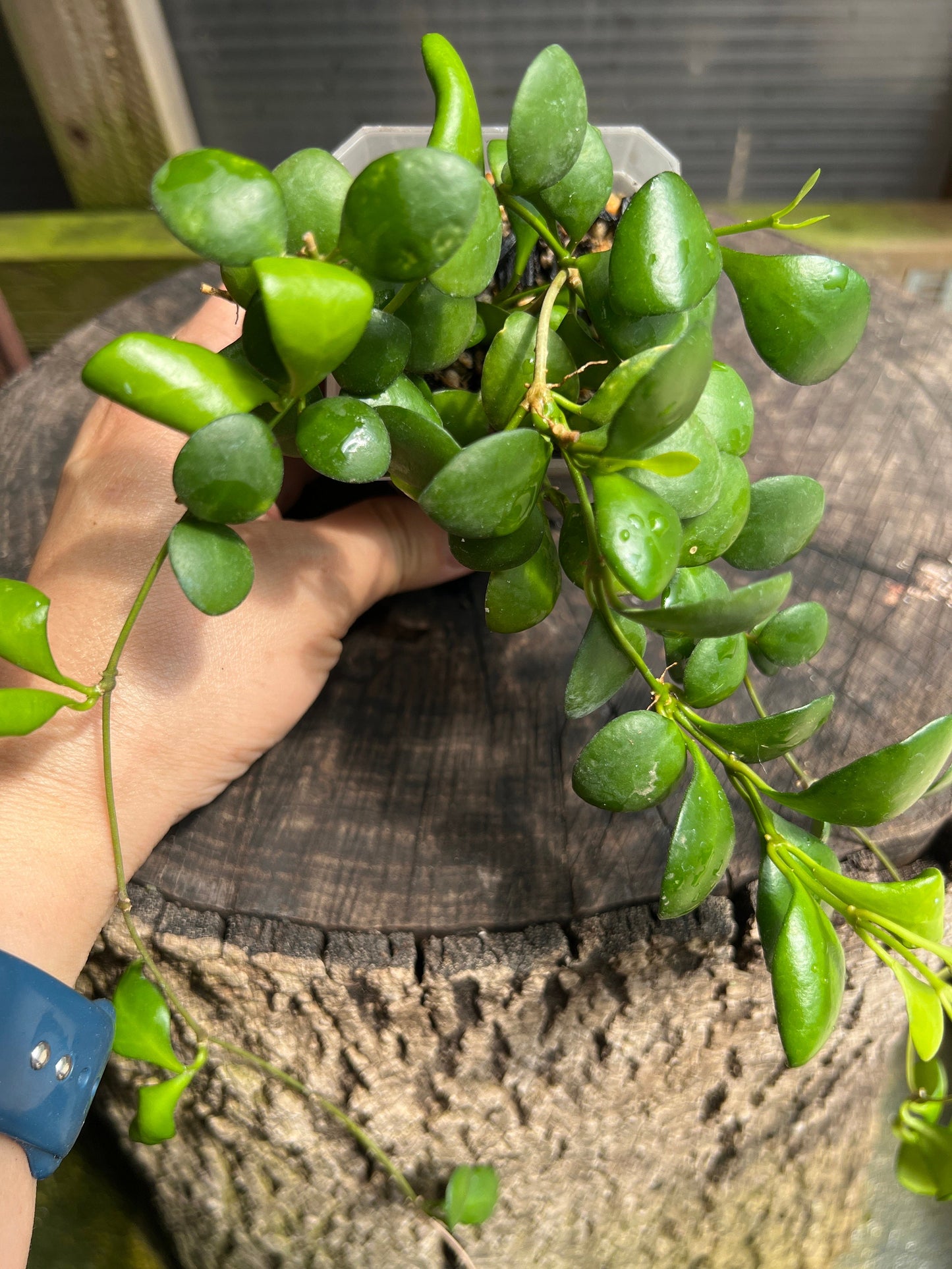 Hoya heuschkeliana, yellow / Completely rooted House plant