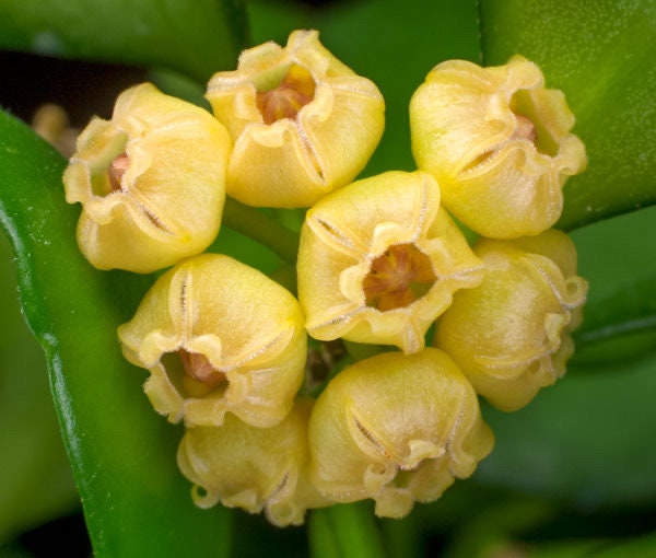 Hoya heuschkeliana, yellow / Completely rooted House plant