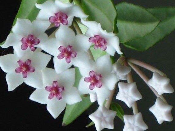 Hoya lanceolata subsp bella  Completely rooted  House plant