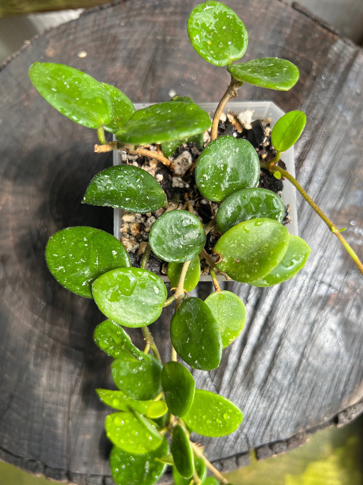 Hoya cv. Mathilda /  Completely rooted House plant