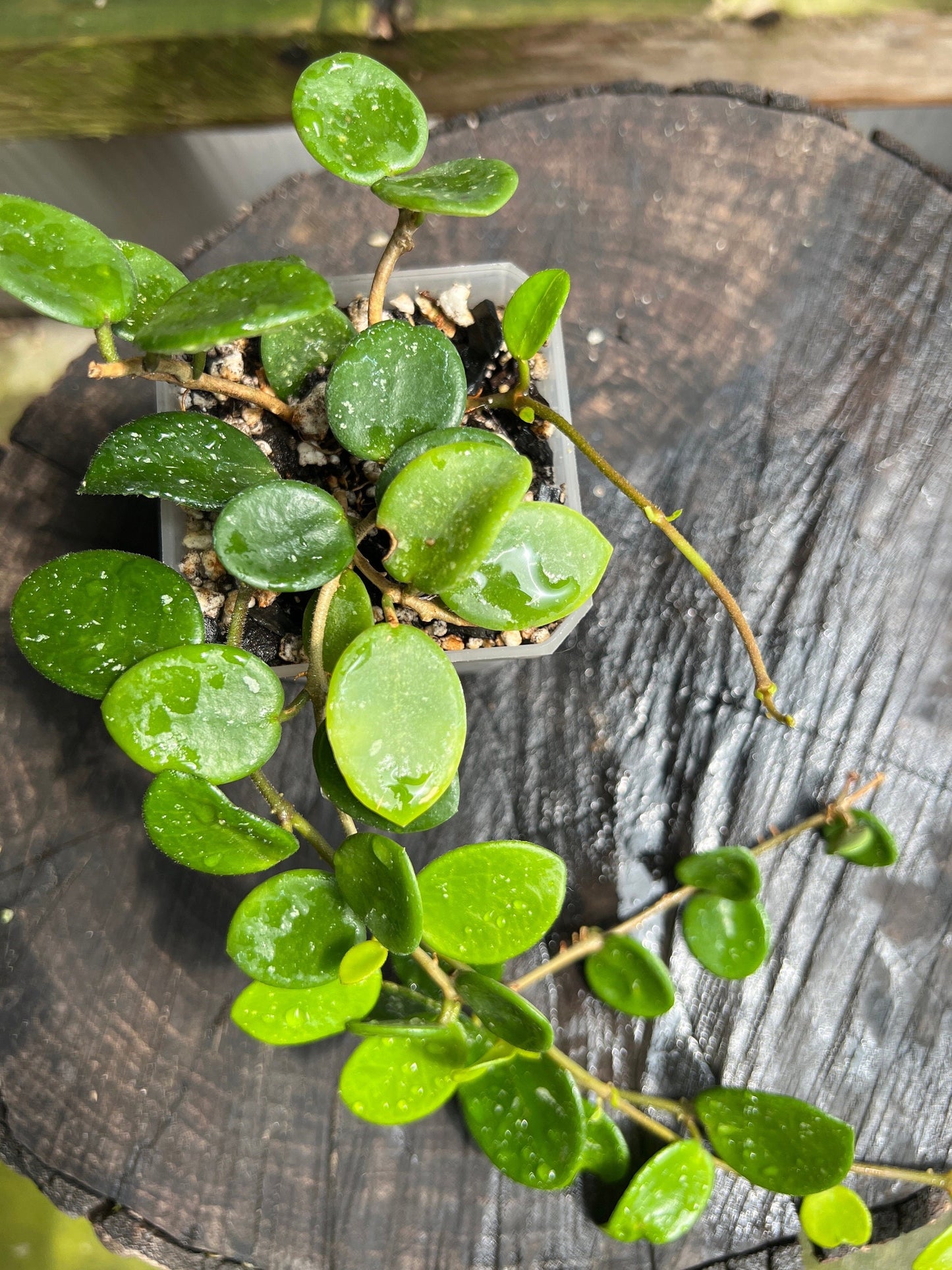 Hoya cv. Mathilda /  Completely rooted House plant