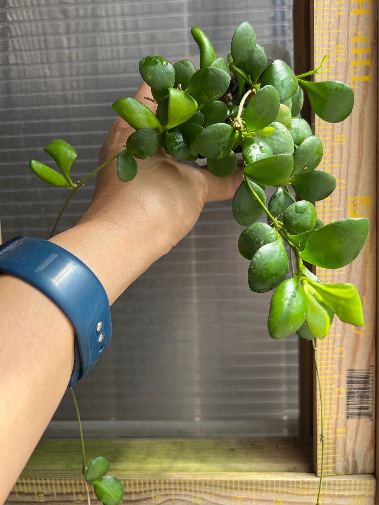 Hoya heuschkeliana, yellow / Completely rooted House plant