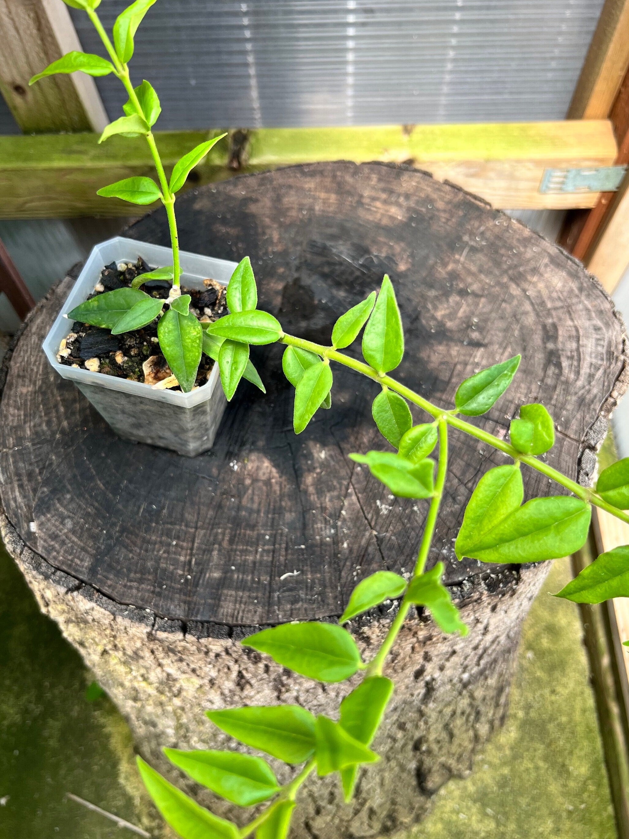 Hoya lanceolata subsp bella Completely rooted House plant – June's Orchids